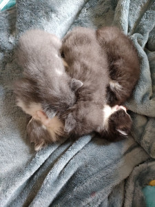 Photo de galerie - Garde de petits chatons avec leur mère