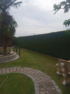 Photo de galerie - Taille de très longues haies ( St Christoly de Blaye)