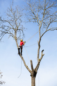 Photo de galerie - Elagage et coupe d'arbres