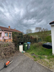 Photo de galerie - Suppression lianes envahissantes dans cette haie 