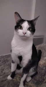 Photo de galerie - Garde chat