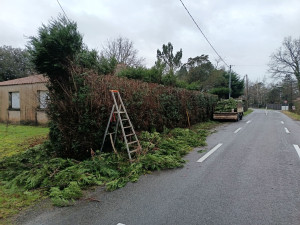 Photo de galerie - Taille de haies et d'arbustes
