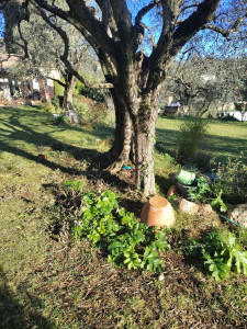 Photo de galerie - Paysagiste - Aménagement du jardin
