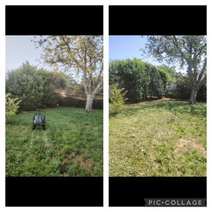 Photo de galerie - Taille d'une haie à la cisaille 