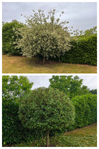 Photo de galerie - Taille de saule crevette 