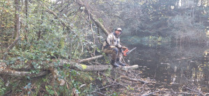 Photo de galerie - élagage arbre 