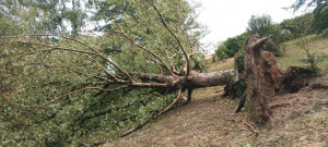 Photo de galerie - évacuation d'un arbre abattu par la tempête