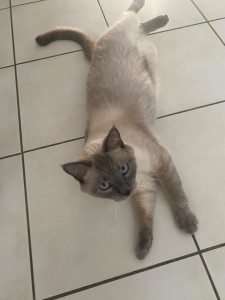 Photo de galerie - Roméo