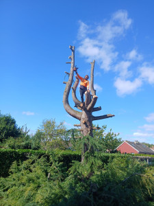 Photo de galerie - Sapin assez compliqué