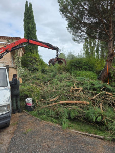 Photo de galerie - Voici aujourd’hui coupe abattue  de trois arbre 