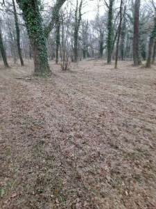 Photo de galerie - Tonte de pelouse - Débroussaillage