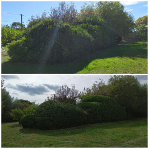 Photo de galerie - Taille de haies et d'arbustes