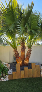 Photo de galerie - Cerclage des palmiers ? 