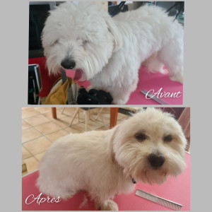 Photo de galerie - Ulysse, Coton de Tuléar de 1 ans, bain et coupe ciseaux