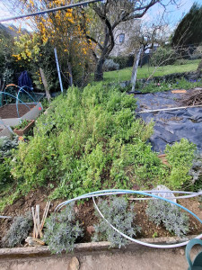 Photo de galerie - Désherbage avant. 