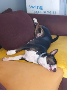 Photo de galerie - Retour de balade pour la jolie bull terrier 