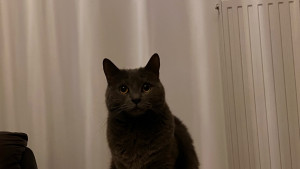 Photo de galerie - Bonjour Berlioz 