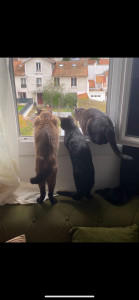 Photo de galerie - 3 petites boules d’amour