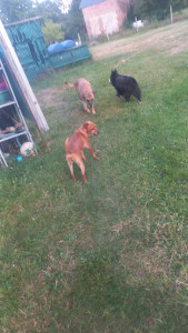 Photo de galerie - Garde chiens ? garde chat ? sur un  terrain de 800 m² beaucoup  de espace et les copines sont contente 