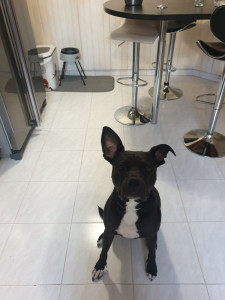 Photo de galerie - Nala