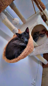 Photo de galerie - Garde chat