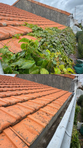 Photo de galerie - Nettoyage gouttière