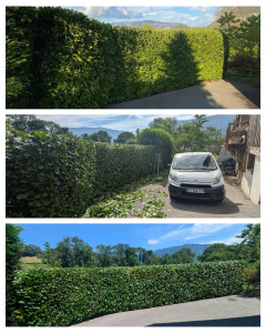 Photo de galerie - Taille de haies et d'arbustes