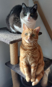 Photo de galerie - Garde chat