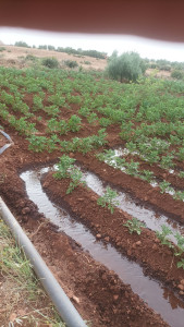 Photo de galerie - Création de votre propre potager 