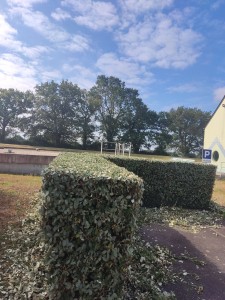 Photo de galerie - Taille de haies et d'arbustes