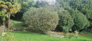 Photo de galerie - Taille de haies et d'arbustes