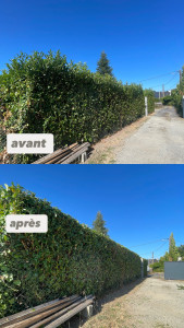 Photo de galerie - Taille dd haies 