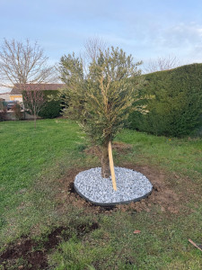 Photo de galerie - Plantation d’un Olivier