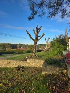 Photo de galerie - élagage d'arbre 