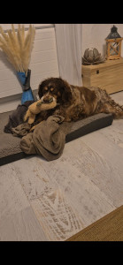 Photo de galerie - Mona, une petite chienne toute douce qui a passée quelques jours à la maison.??