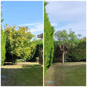 Photo de galerie - érable