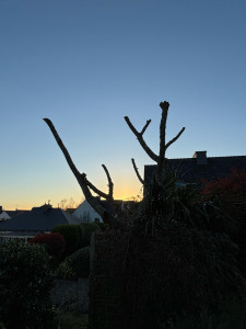 Photo de galerie - Taille de haies et d'arbustes