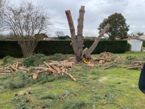 Photo de galerie - Abatage des troncs