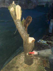 Photo de galerie - élagage abattage d'un arbre le client n'avait pas de tronçonneuse donc je l'avais fait à la scie à main