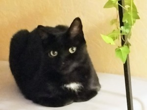 Photo de galerie - Garde chat