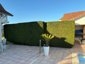 Photo de galerie - Taille de haies