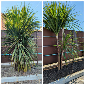 Photo de galerie - Taille de haies et d'arbustes