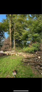 Photo de galerie - Abattage et coupe en 50