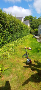 Photo de galerie - Taille de haie et arbustes