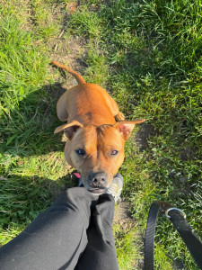 Photo de galerie - Un chien que je balade 