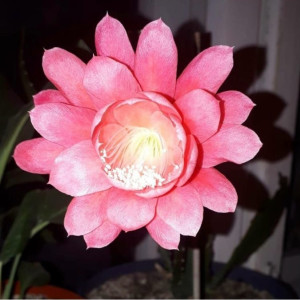 Photo de galerie - Ménage repassage 