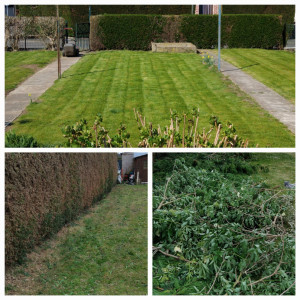 Photo de galerie - Coupe de pelouse, taille de haie.