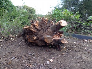 Photo de galerie - Elagage et coupe d'arbres