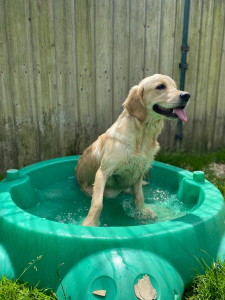 Photo de galerie - Voici une femelle dont je me suis aussi occupé 