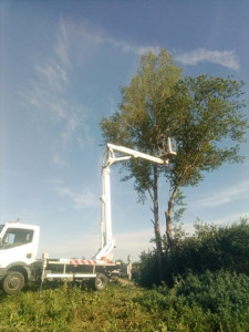 Photo de galerie - Elagage et coupe d'arbres